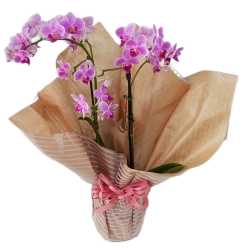 Mini Orquídea Especial Mães 2026 (Promoção!!)